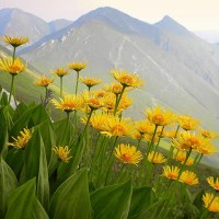 Your Best Friend for Spring: Arnica&nbsp;Montana