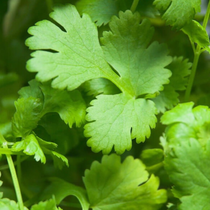 Summarizing Suzy on&nbsp;Cilantro…