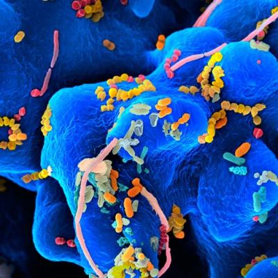 Building Immune Strength