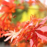 Harvest-time Helpers